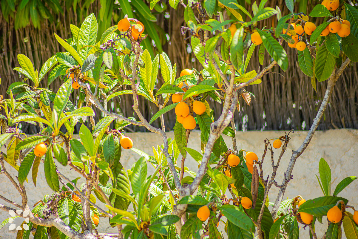 Imagen 23 - OASIS