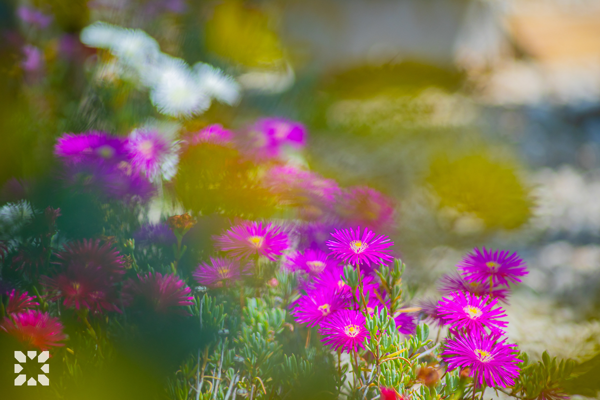 Imagen 27 - OASIS