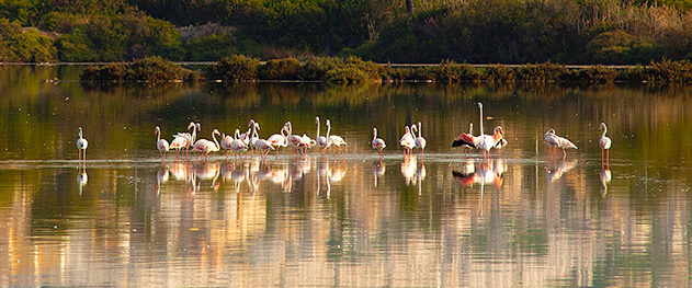 Abahana Villas - Grupo de flamencos en las salinas de Calpe. Abahana Villas - Grupo de flamencos en las salinas de Calpe.