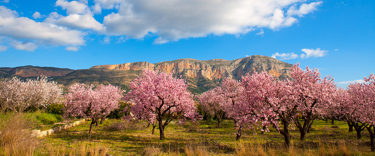 Abahana Villas - Almond trees in bloom with views of the Montgó.