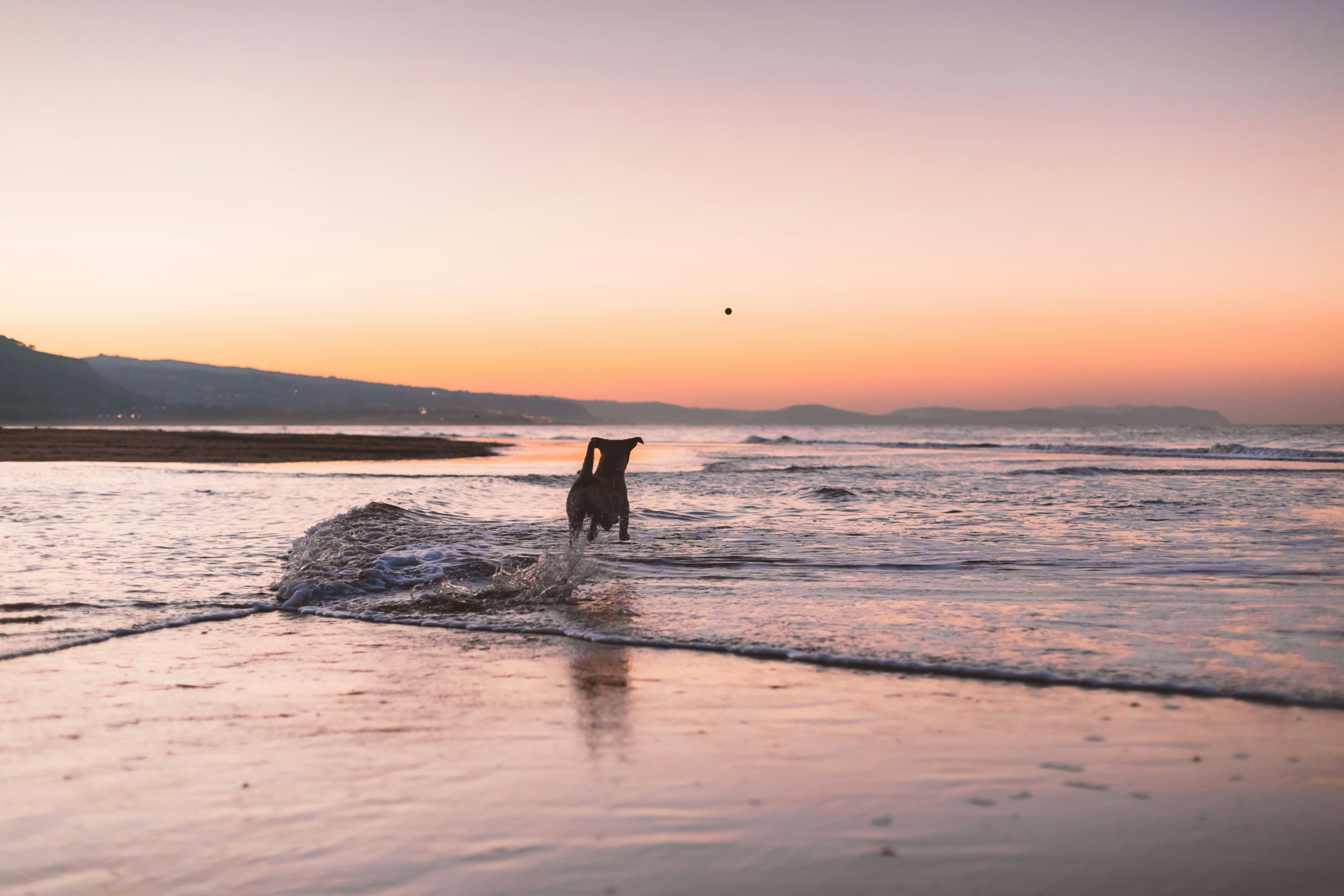 Enjoy your pet on the pet-friendly beaches of the northern Costa Blanca